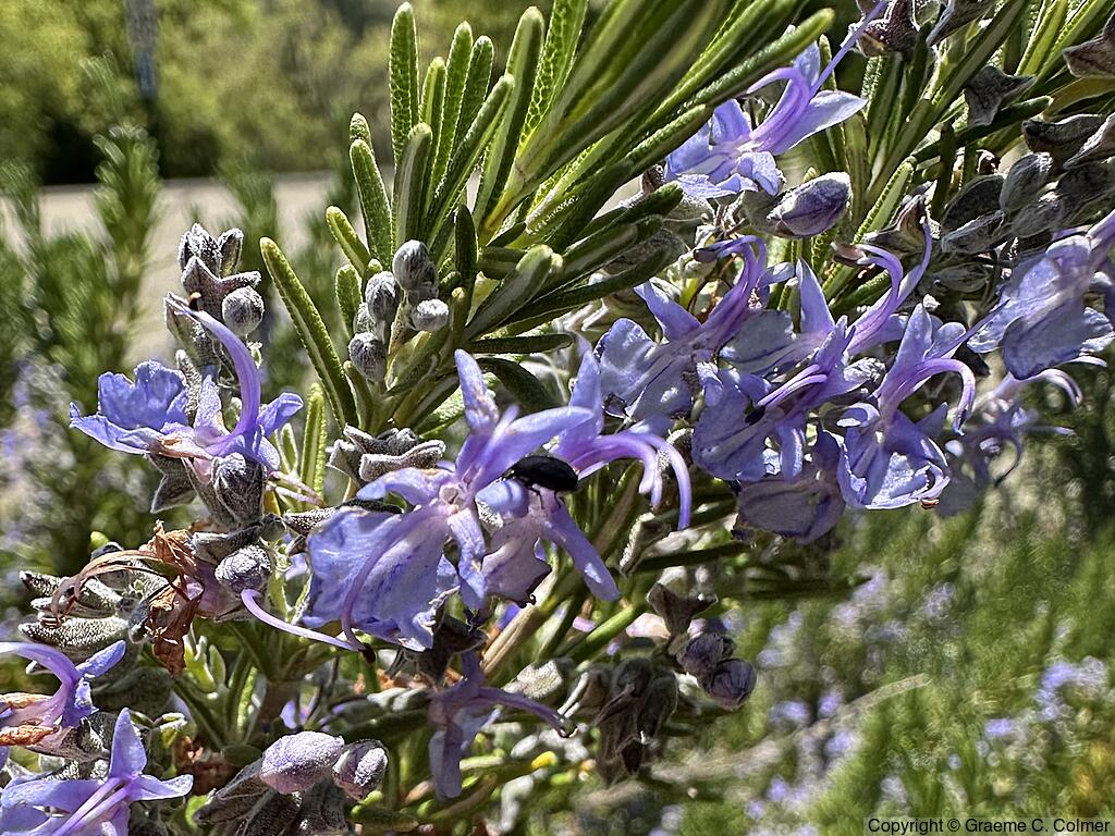 Romero (Rosmarinus officinalis) - Romero