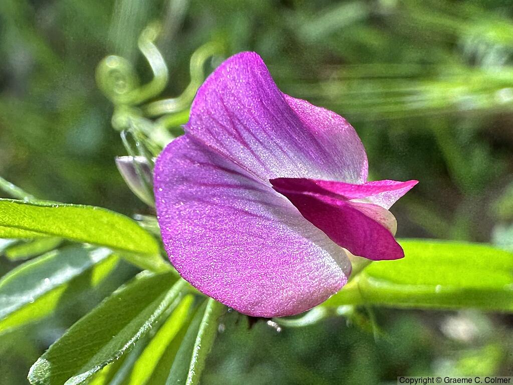 Narrowleaf Vetch (Vicia sativa) - Narrowleaf Vetch