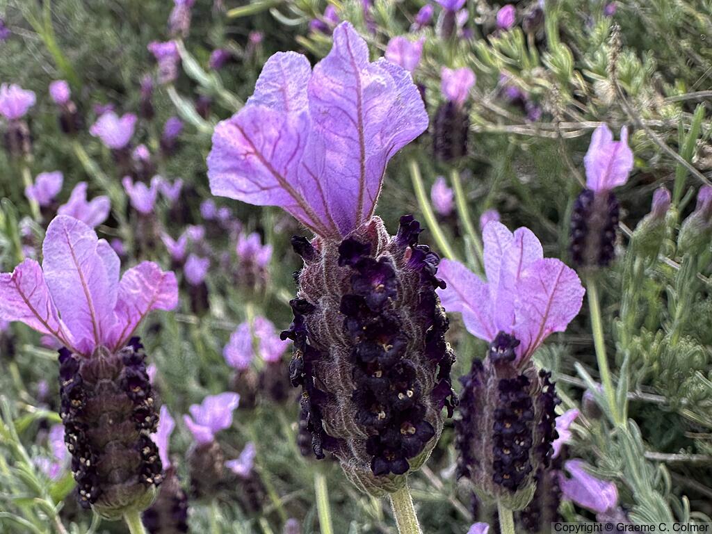French Lavender (Lavandula stoechas) - French Lavender
