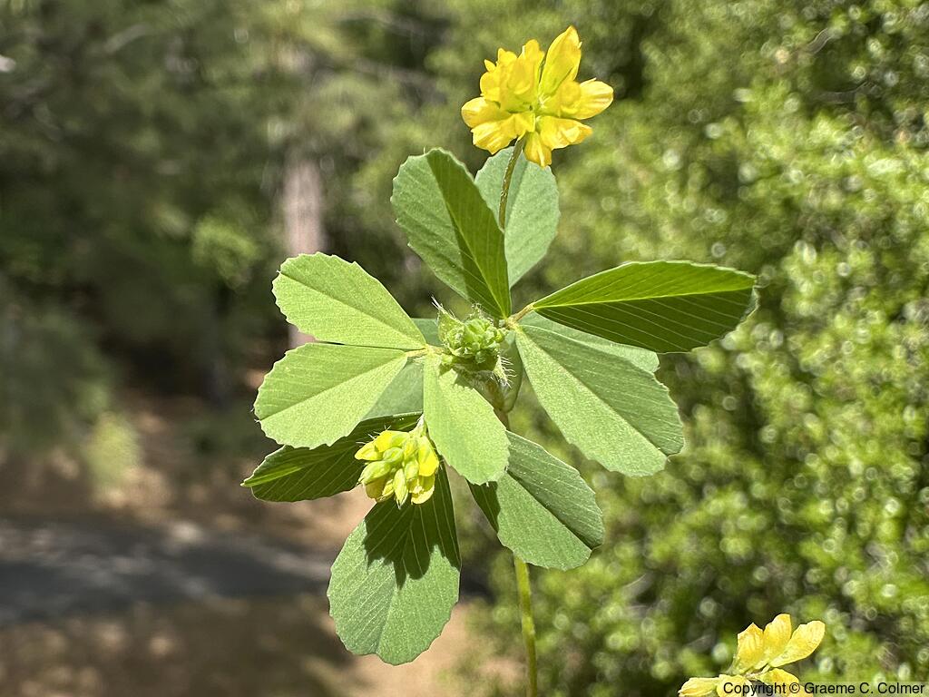 Suckling Clover (Trifolium dubium) - Suckling Clover