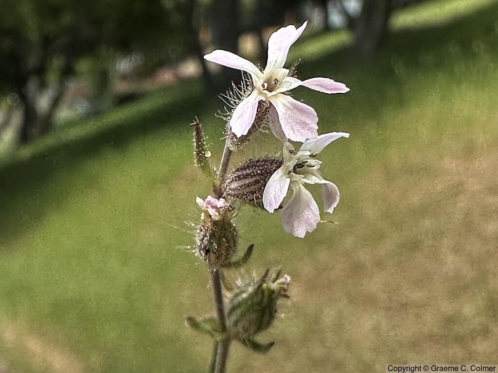 Common Catchfly (Silene gallica) - Common Catchfly