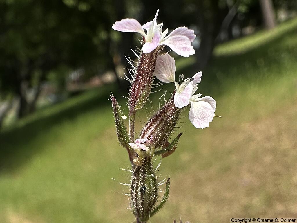 Common Catchfly (Silene gallica) - Common Catchfly