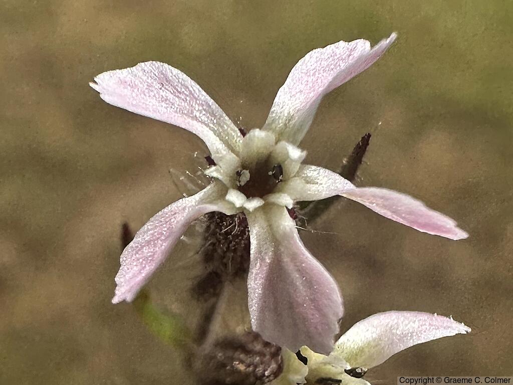 Common Catchfly (Silene gallica) - Common Catchfly