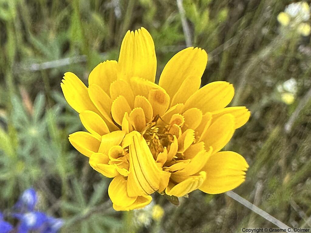 Annual Agoseris (Agoseris heterophylla) - Annual Agoseris