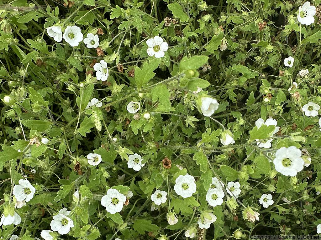 Small Baby Blue Eyes (Nemophila heterophylla) - Small Baby Blue Eyes