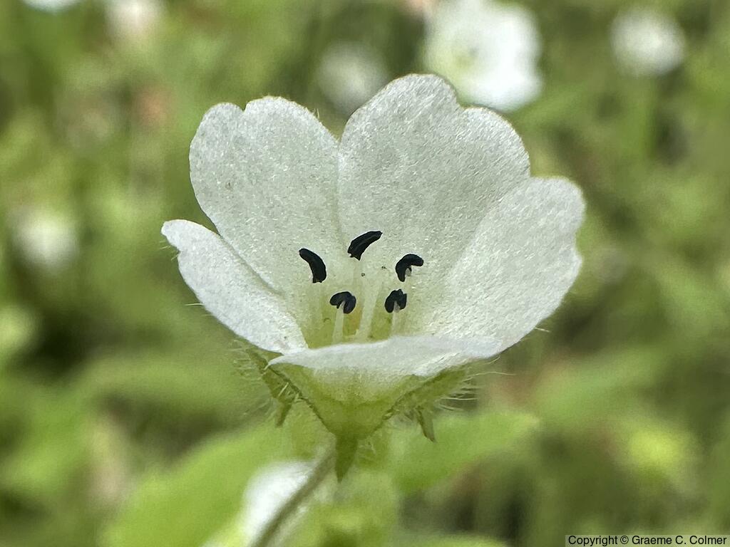 Small Baby Blue Eyes (Nemophila heterophylla) - Small Baby Blue Eyes