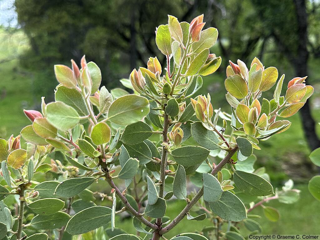 Whiteleaf Manzanita (Arctostaphylos viscida) - Whiteleaf Manzanita