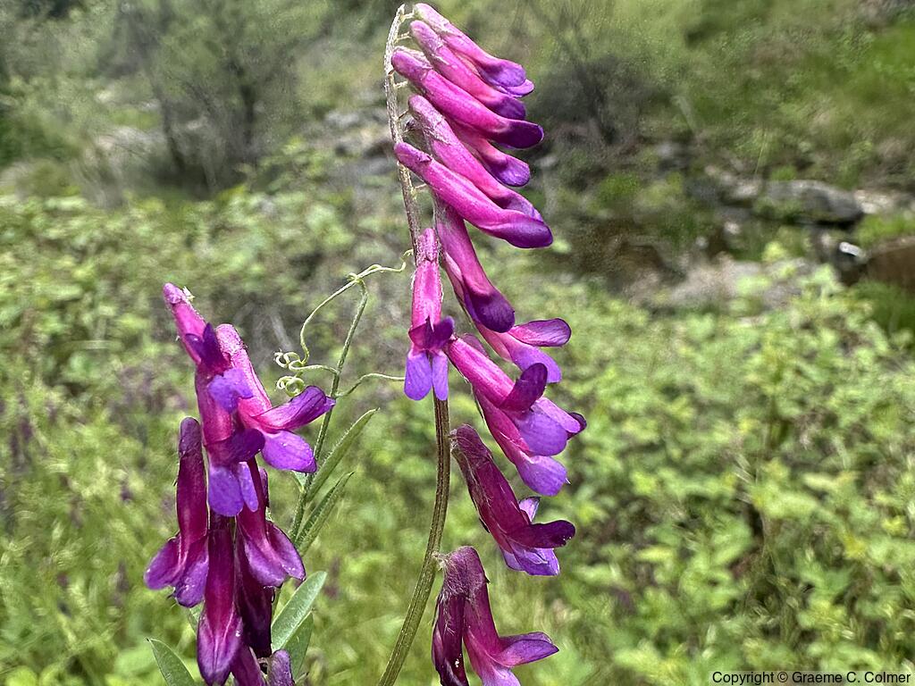 Woolly Vetch (Vicia villosa) - Woolly Vetch