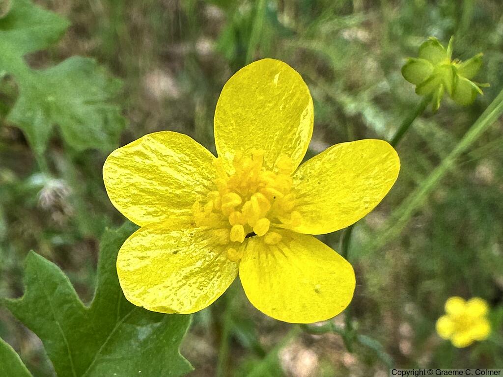 Western Buttercup (Ranunculus occidentalis) - Western Buttercup