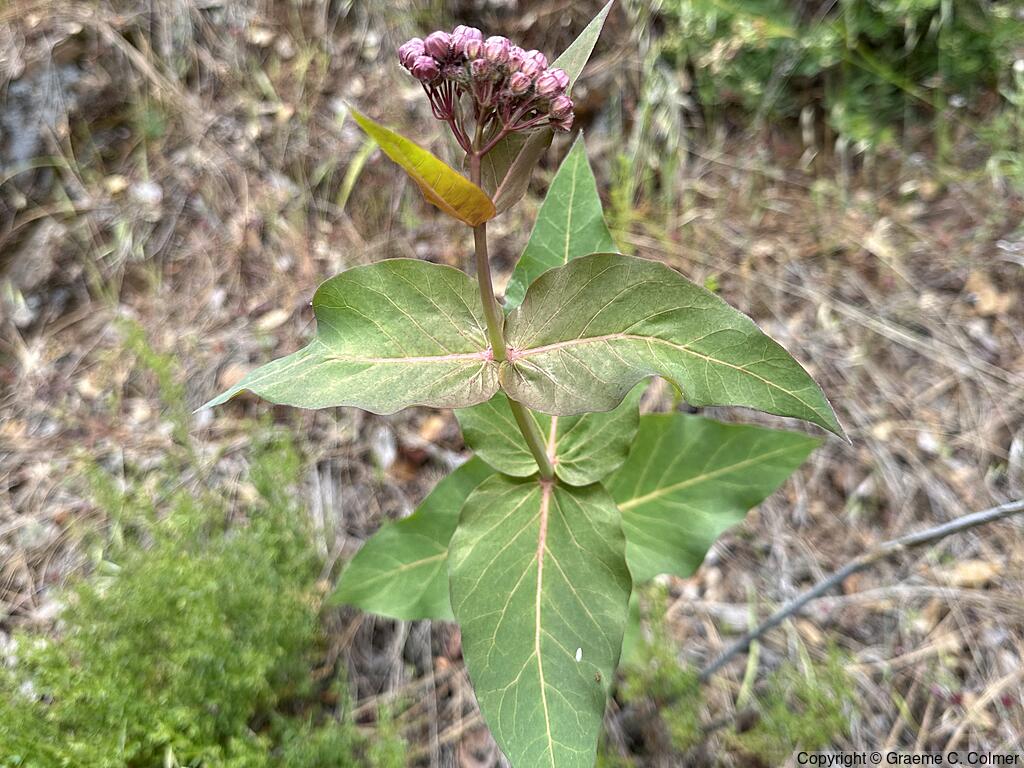 Purple Milkweed (Asclepias cordifolia) - Purple Milkweed