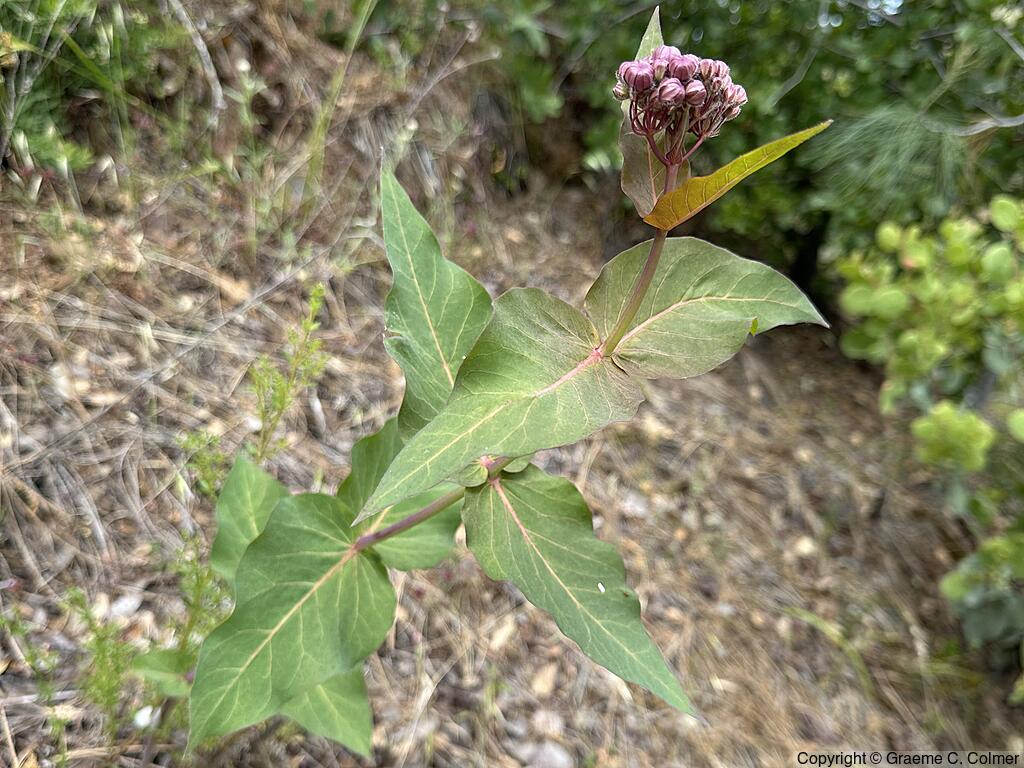 Purple Milkweed (Asclepias cordifolia) - Purple Milkweed