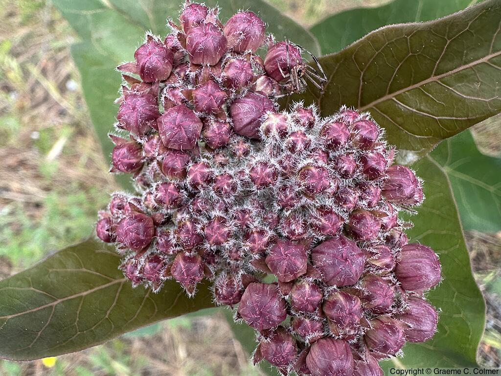 Purple Milkweed (Asclepias cordifolia) - Purple Milkweed