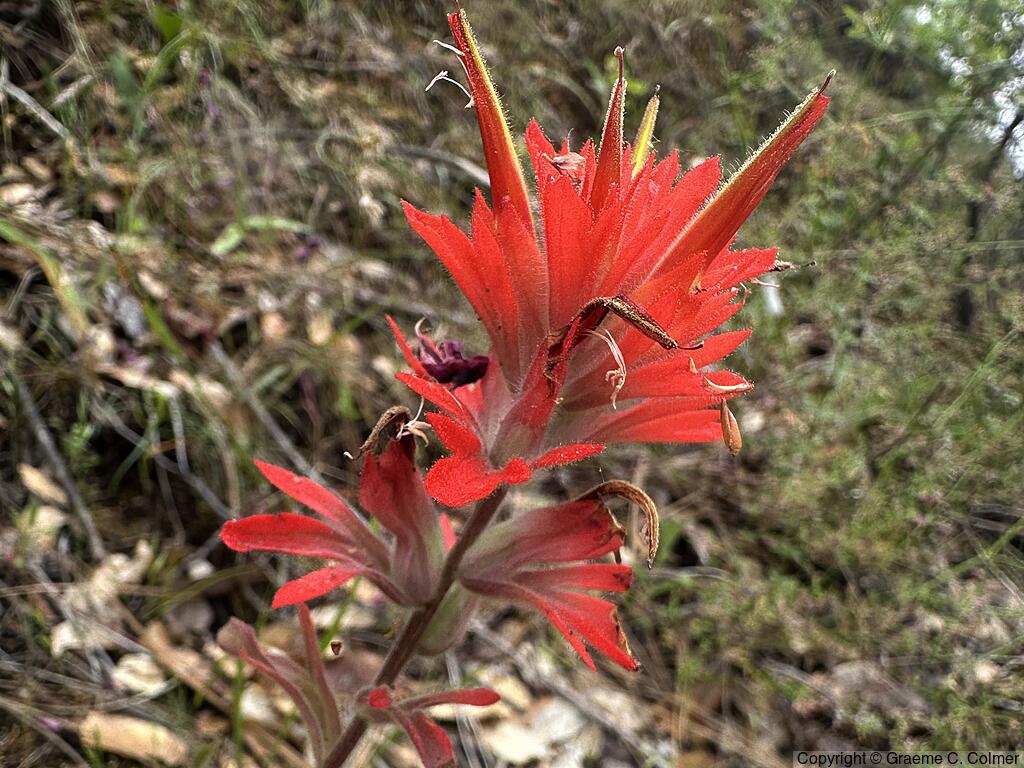 Coast Indian Paintbrush (Castilleja affinis) - Coast Indian Paintbrush