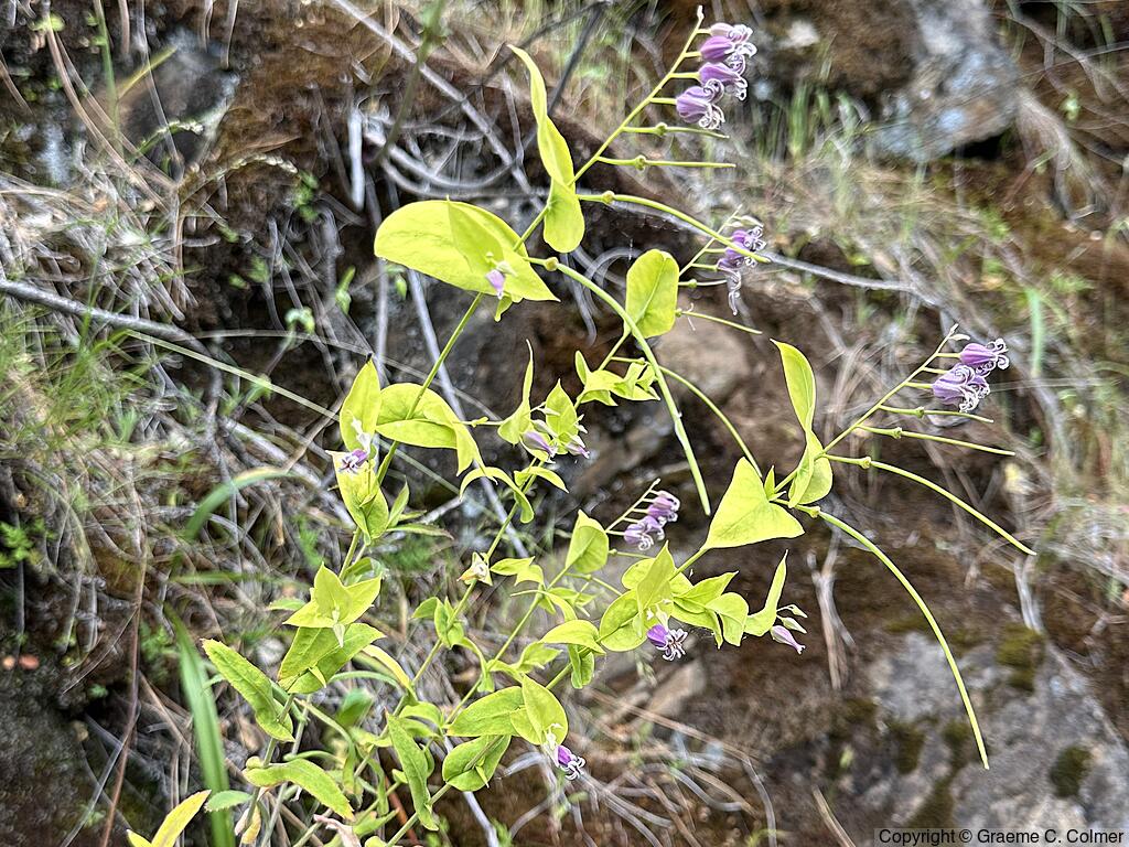 Shieldplant (Streptanthus tortuosus) - Shieldplant