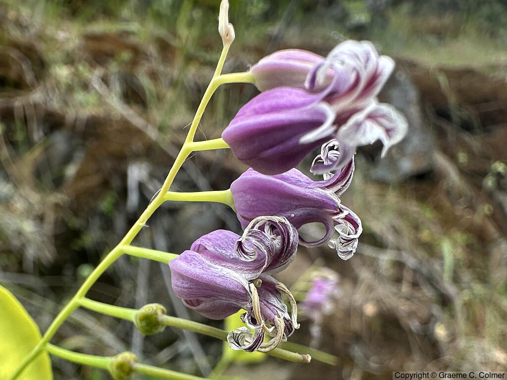Shieldplant (Streptanthus tortuosus) - Shieldplant