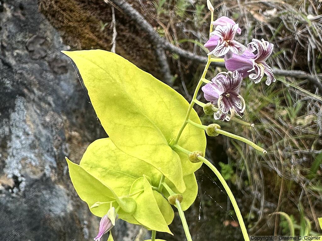 Shieldplant (Streptanthus tortuosus) - Shieldplant