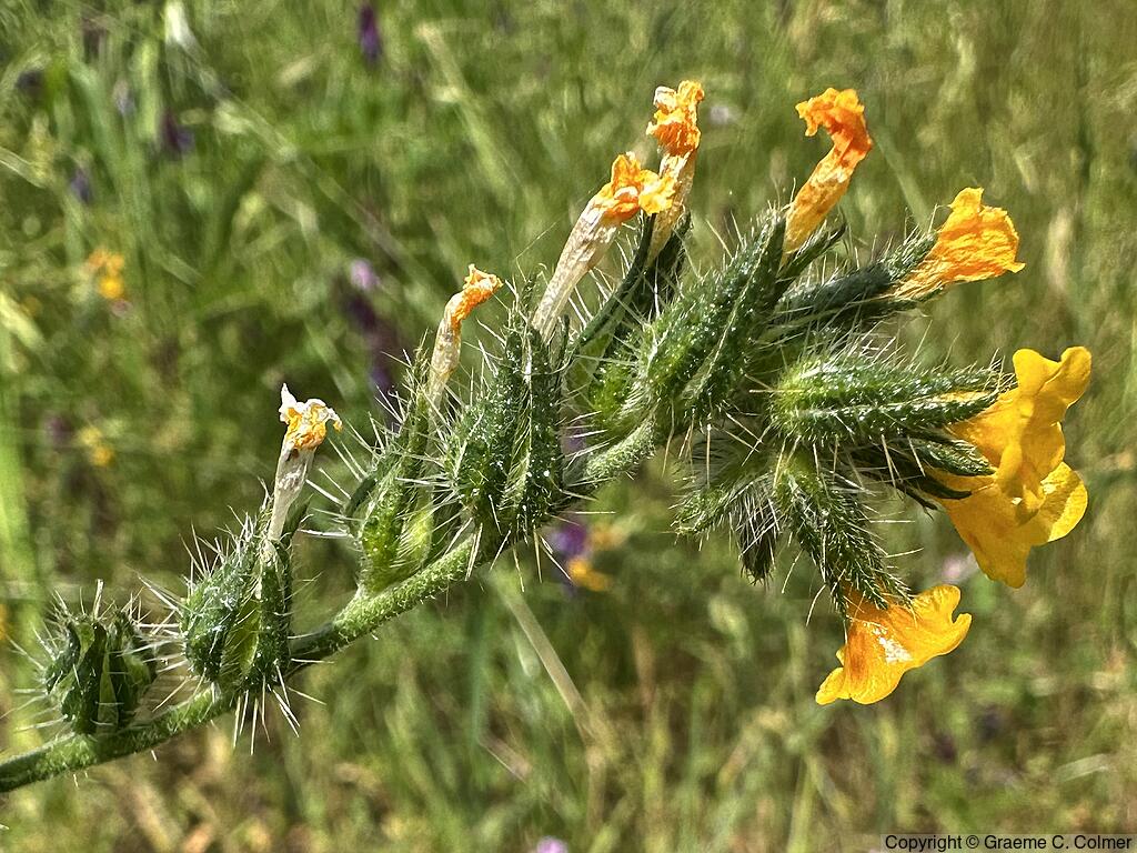 Menzies' Fiddleneck (Amsinckia menziesii) - Menzies' Fiddleneck