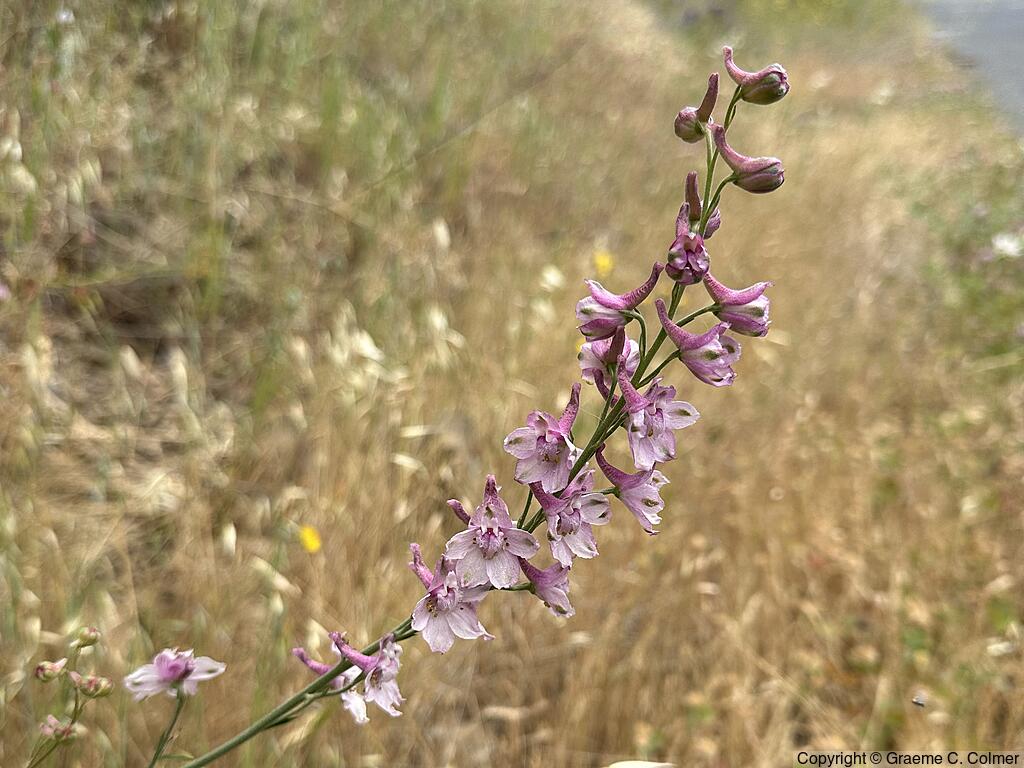 Foothill Larkspur (Delphinium hesperium) - Foothill Larkspur