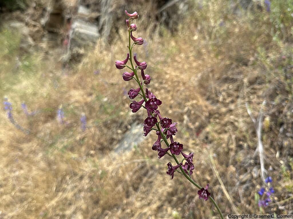 Foothill Larkspur (Delphinium hesperium) - Foothill Larkspur