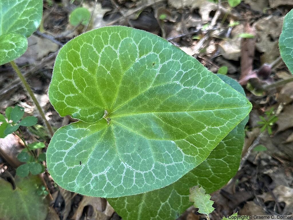 Hartweg's Wildginger (Asarum hartwegii) - Hartweg's Wildginger