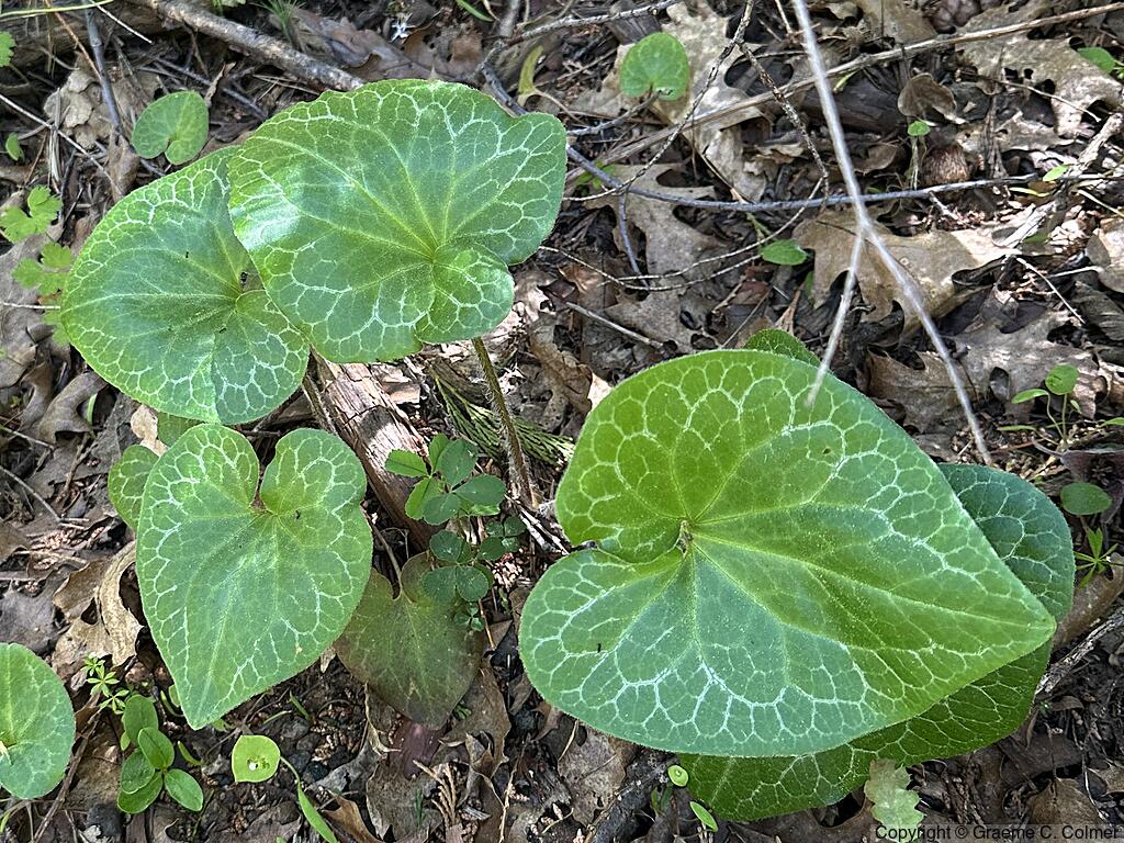 Hartweg's Wildginger (Asarum hartwegii) - Hartweg's Wildginger