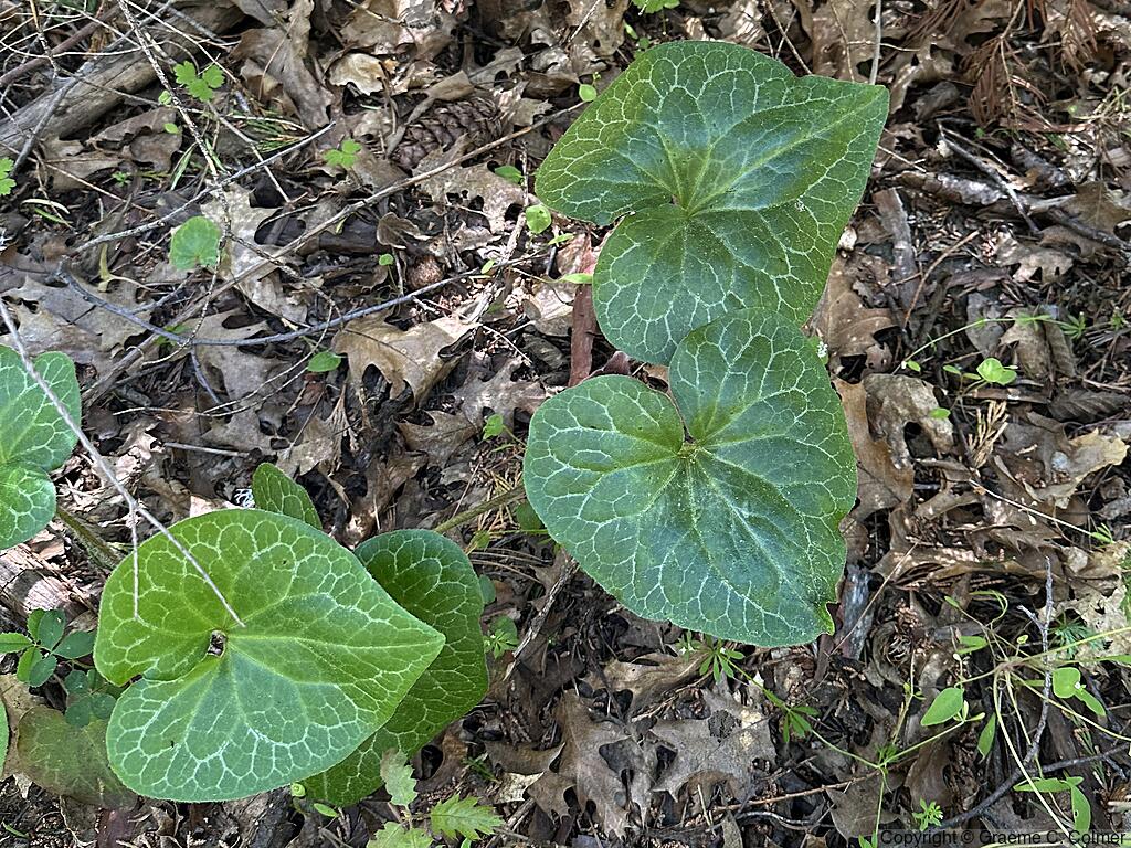 Hartweg's Wildginger (Asarum hartwegii) - Hartweg's Wildginger