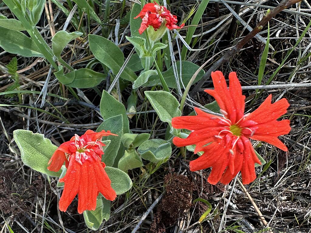Mexican Catchfly (Silene laciniata) - Mexican Catchfly