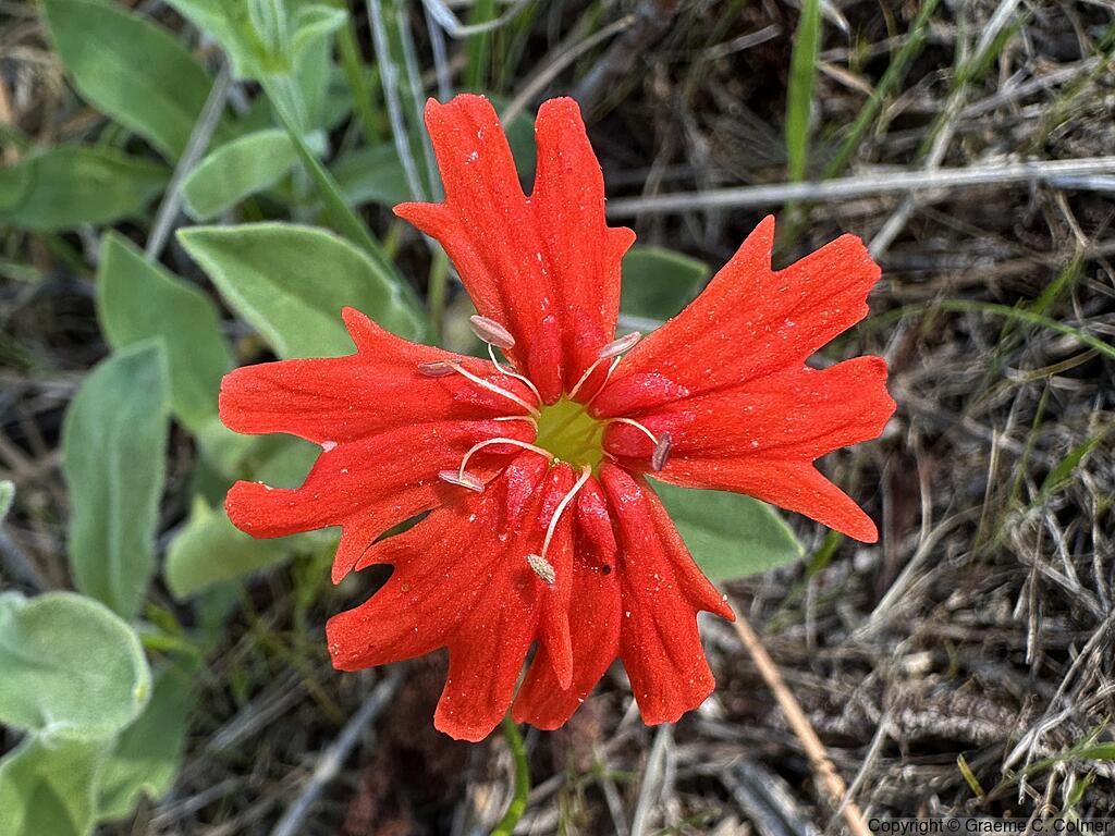 Mexican Catchfly (Silene laciniata) - Mexican Catchfly