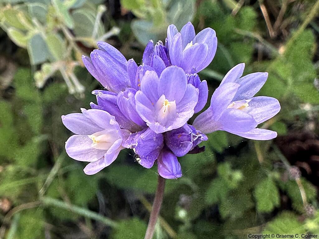 Bluedicks (Dichelostemma capitatum) - Bluedicks