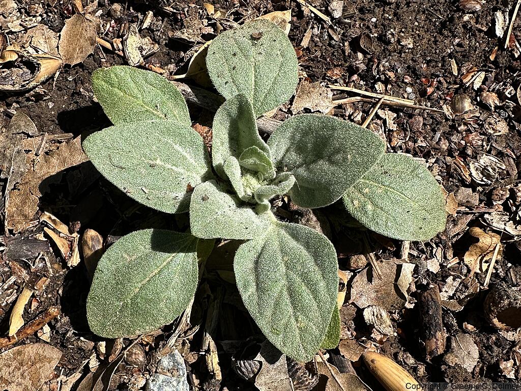 Dove Weed (Croton setiger) - Dove Weed