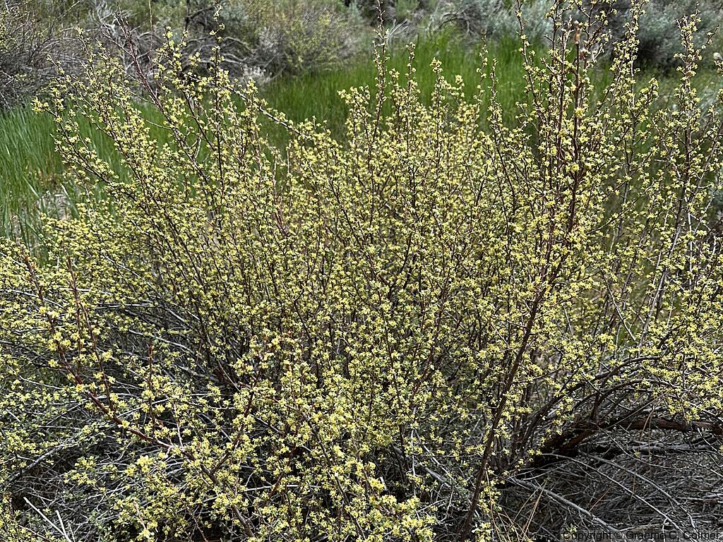 Antelope Bitterbrush (Purshia tridentata) - Antelope Bitterbrush