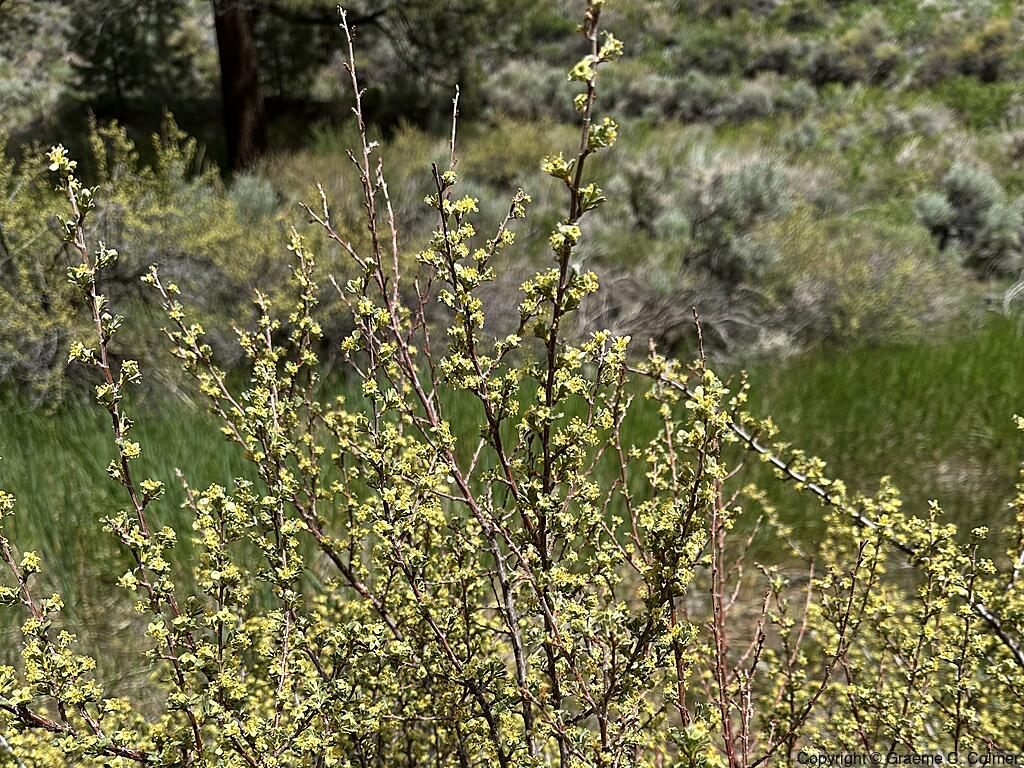 Antelope Bitterbrush (Purshia tridentata) - Antelope Bitterbrush