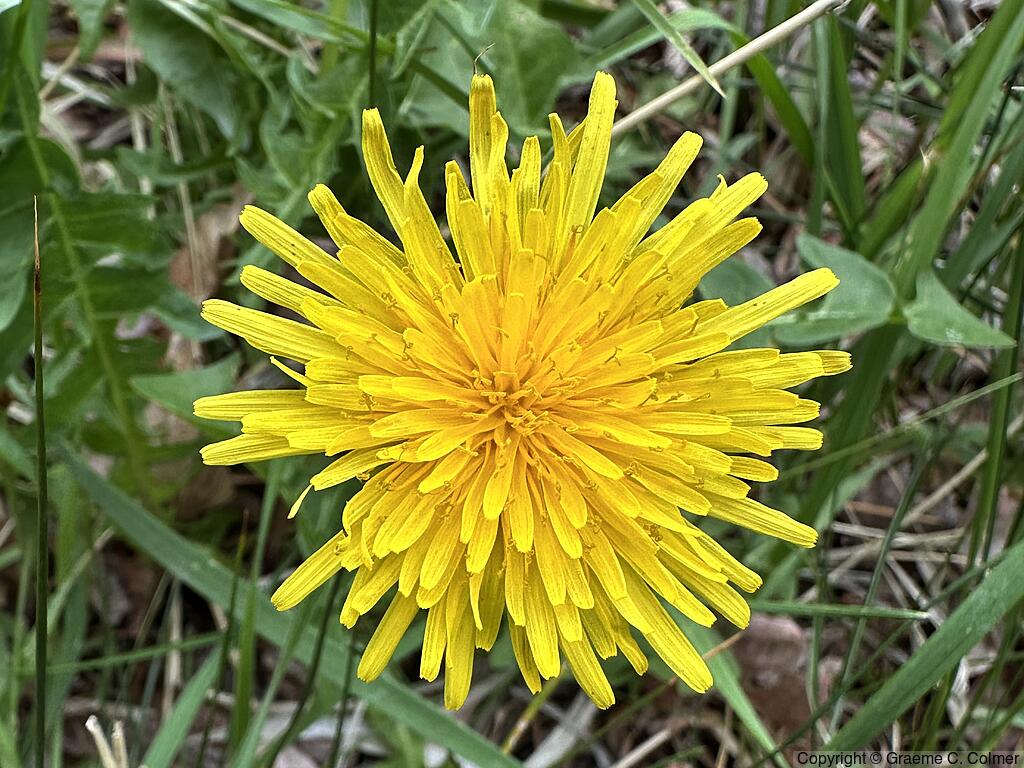 Dandelion (Taraxacum officinale) - Dandelion