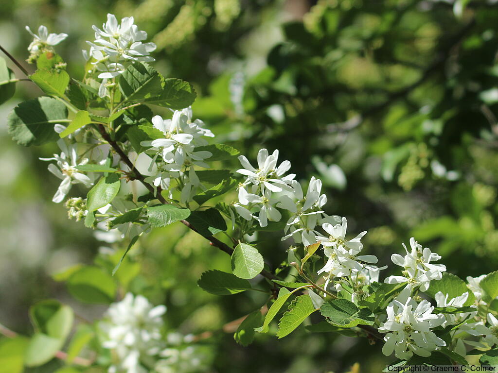 Juneberry (Amelanchier alnifolia) - Juneberry