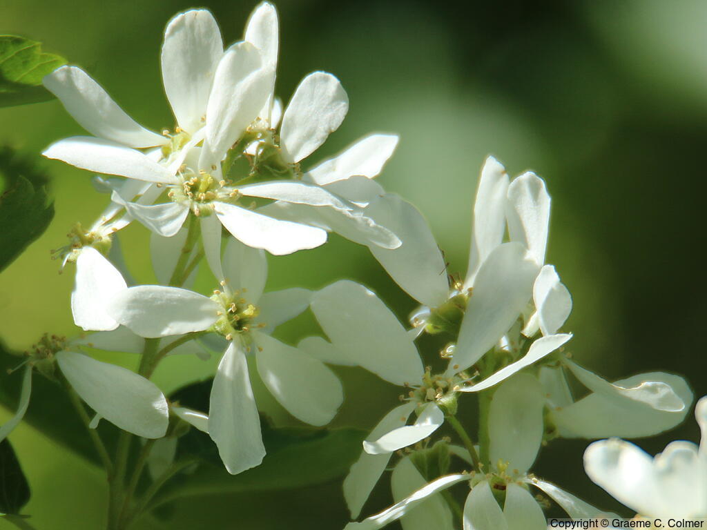 Juneberry (Amelanchier alnifolia) - Juneberry