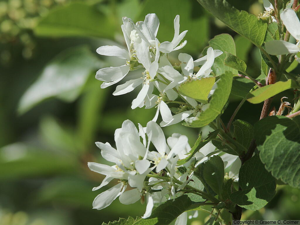 Juneberry (Amelanchier alnifolia) - Juneberry