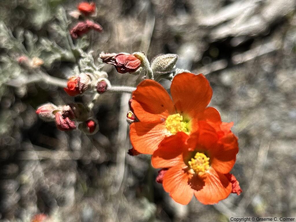 Munro's Globemallow (Sphaeralcea munroana) - Munro's Globemallow