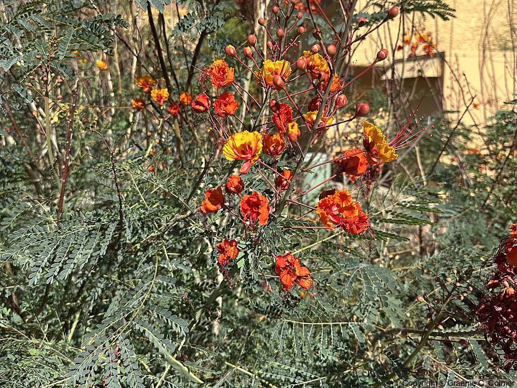 Dwarf Poinciana (Caesalpinia pulcherrima) - Dwarf Poinciana