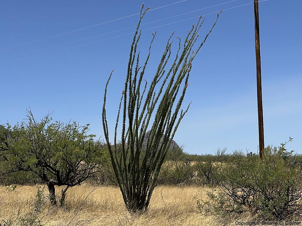 Ocotillo (Fouquieria splendens) - Ocotillo