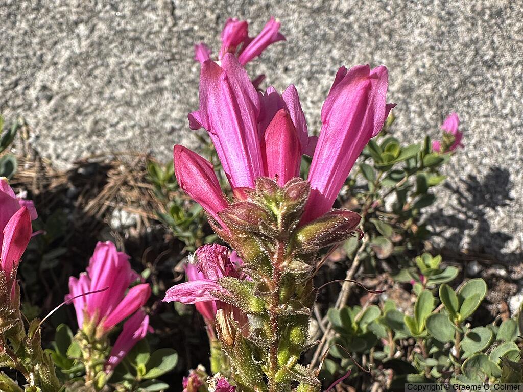 Mountain Pride (Penstemon newberryi) - Mountain Pride