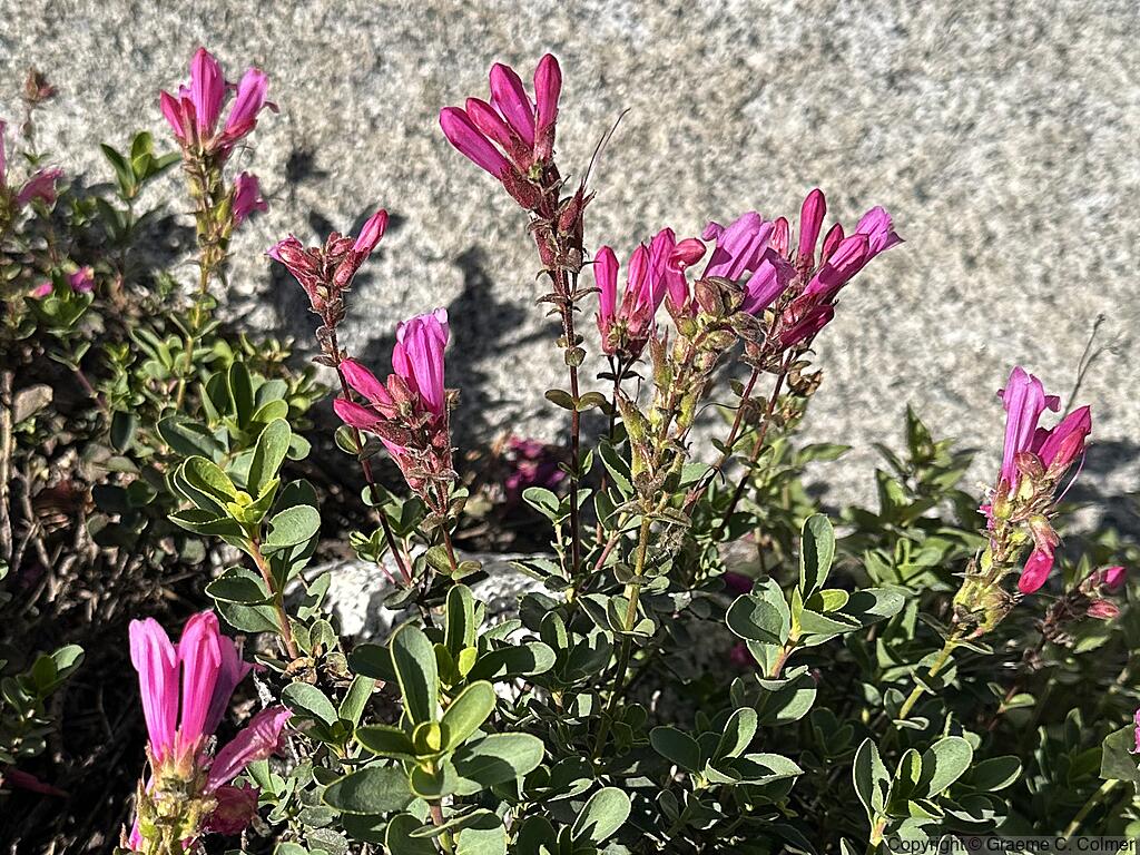 Mountain Pride (Penstemon newberryi) - Mountain Pride