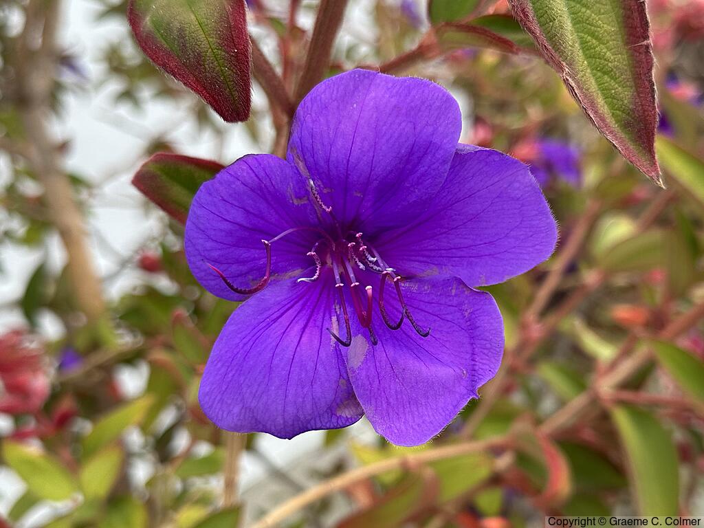 Glorybush (Tibouchina urvilleana) - Glorybush