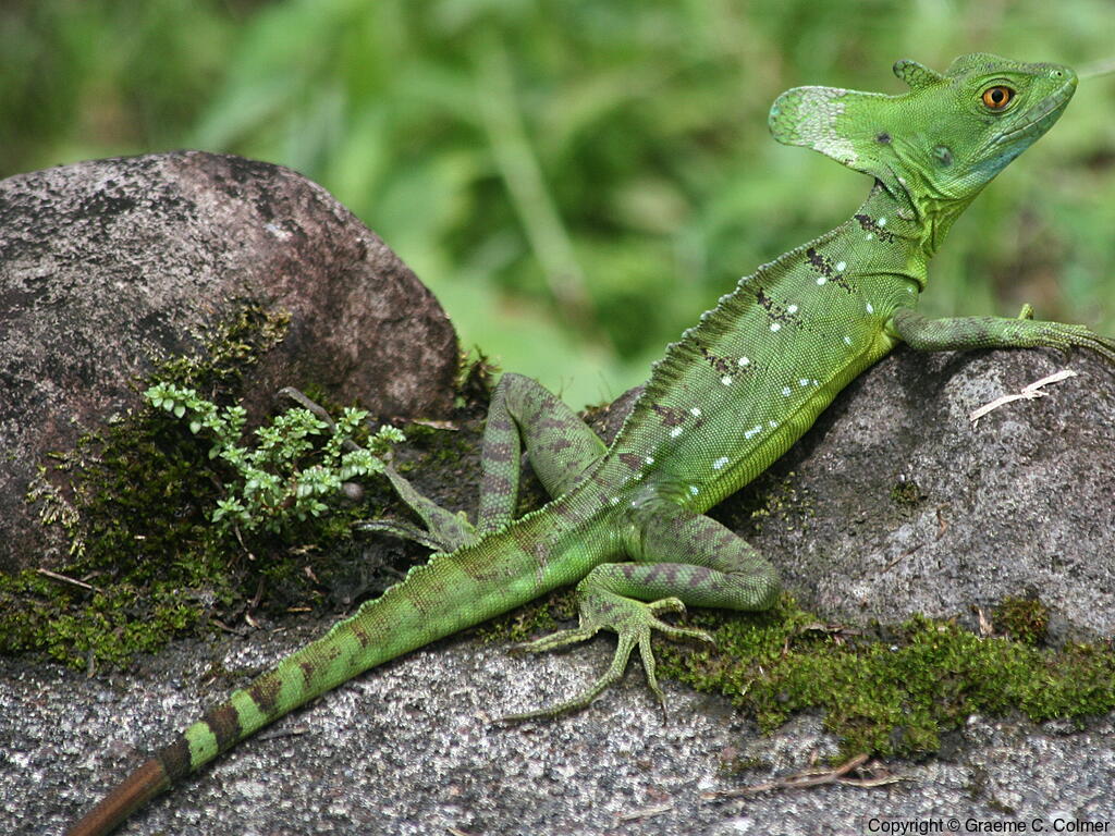 Green Basilisk (Basiliscus plumifrons) - Adult female