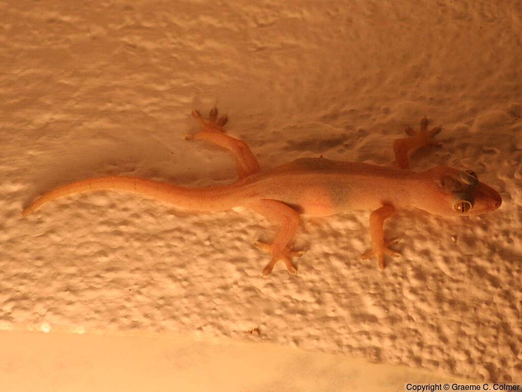 Common House Gecko (Hemidactylus frenatus) - Adult