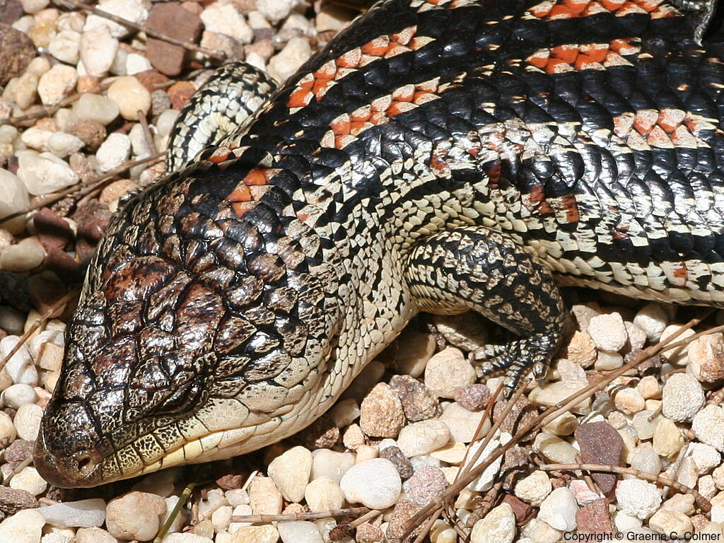 Blotched Bluetongue (Tiliqua nigrolutea) - Adult
