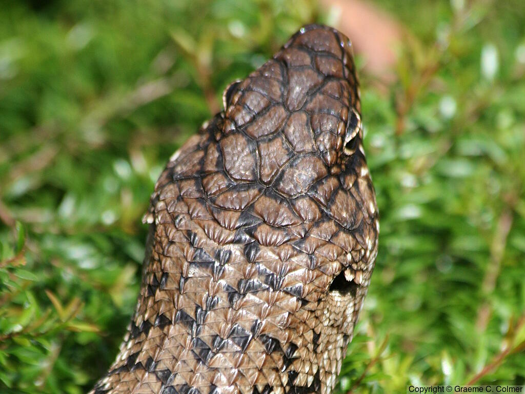 Cunningham's Spiny-tailed Skink (Egernia cunninghami) - Adult