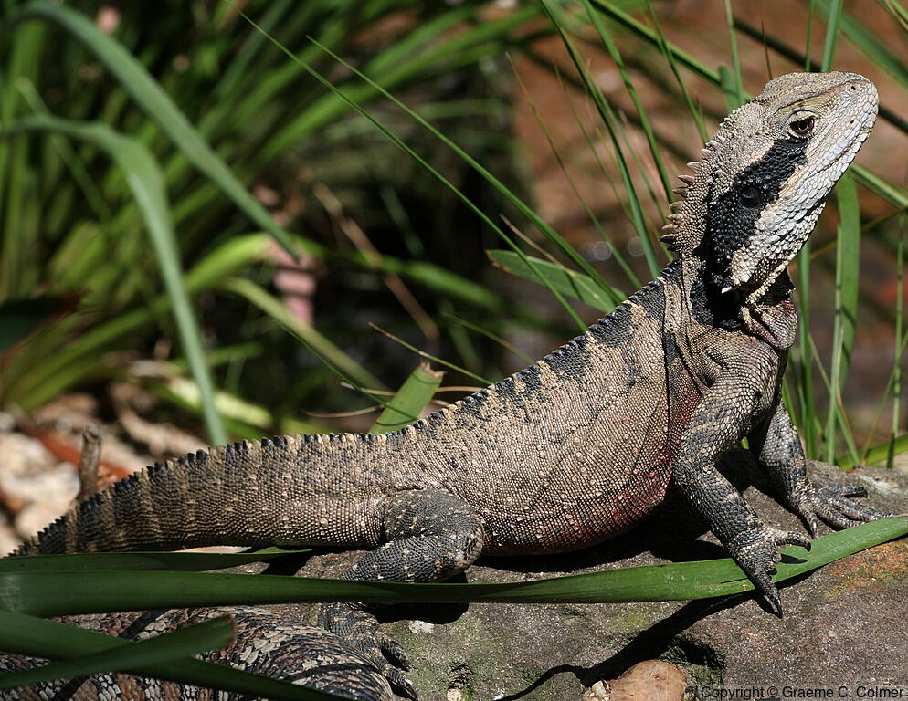 Eastern Water Dragon (Intellagama lesueurii) - Adult