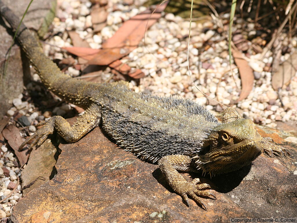 Eastern Bearded Dragon (Pogona barbata) - Adult