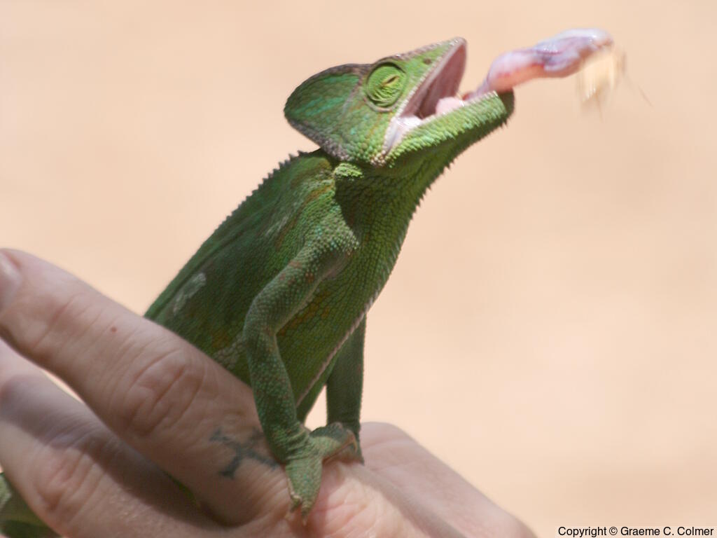 Cone-headed Chameleon (Chamaeleo calyptratus) - Adult