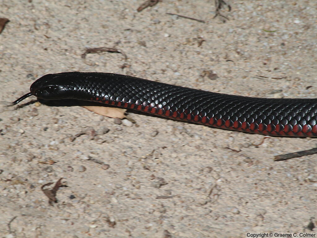 Red-bellied Black Snake (Pseudechis porphyriacus) - Adult